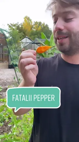 I didnt think he was ACTUALLY going to eat the whole fatalii pepper 😅 those things are so spicy! But they also have a really nice fruity flavor similar to a habanero 🌶 but its probably a bad idea to just eat the entire thing by itself 😂 #gardentok #spicypepper #backyardgarden #gardenharvest #EndlessJourney 
