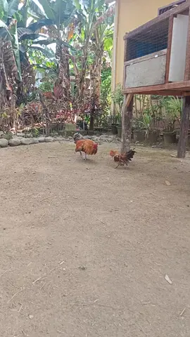 #ayamkatek#ayampilipin