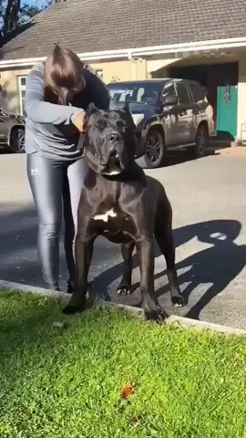 🖤 presa canario #presacanario #dogocanario #канарскидог 