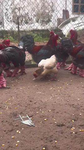 gà đông tảo nuôi ngô thóc