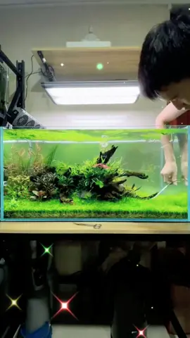 Cut cut cut the grass#aquarium #plantedaquarium #aquacticplants #fish #aquariumfish #grass #plants #fishscalescrapingtool #foryou