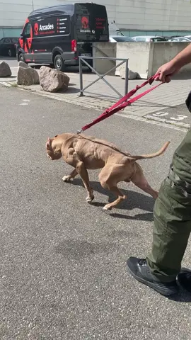 🥵 #bully #bullysoftiktok #americanbullyxl #conditioner #pitbull #pitbullsoftiktok #pitbulllove #pourtoi #foryou #tbt #fy #fyp 