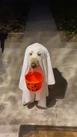 I gave him everything I have and still feel like he deserved more #dogcostume #halloween #ghostphotoshoot #dogsoftiktok #labrador 