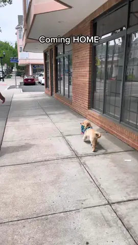 What can I say? Am a homebody. #fyp #foryoupage #dogsoftiktok 