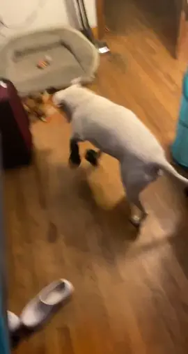 This was my life, the love of my life and I will always miss her❤️#missed #loveofmylife 