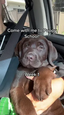 Come with me to puppy school @petstockau 📚#puppyschool #petstock #puppytraining #labpuppy #chocolatelabrador 