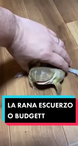 #pegar un video de @woomiei #greenscreen La asombrosa Rana Escuerzo o Budgett (Lepidobatrachus laevis) 🐸  Nota: Está especie no se encuentra en peligro de extinción, por ello se autoriza su venta por criadores certificados y así las personas las puedan tener como mascotas.  #rana #anfibio #ranas #frogs #bolivia #paraguay #argentina #tarija  #boliviatiktok #scz #lapaz #animalesgraciosos #kennyure_wildlife 