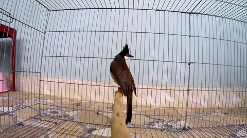 Kích chào mào bổi hót. kích bổi sổ giọng. luyện chào mào đấu.chào mào ro kích ché. kich chao mao boi #chàomàohót #chàomàođấu