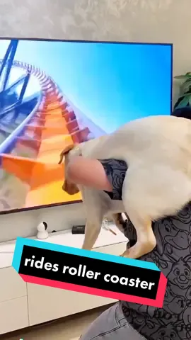 When my dog rides a roller coaster for the first time.😂😂#dog #funny #fyp #smartdog #rollercoaster 