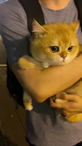 This little cat is really shy and cute, she heard something and hold his owner's arm tightly😂😂😂#cat #catsoftiktok #cattok #catlover #cats #kitty #kitten #pet 