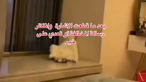 يحدث الان 😂🥲🥲💔#الشعب_الصيني_ماله_حل😂😂 #دوامات #صباح_الخير #تيك_توك #اكسبلورexplore #اشاره_حمراء_اشاره_خضراء 