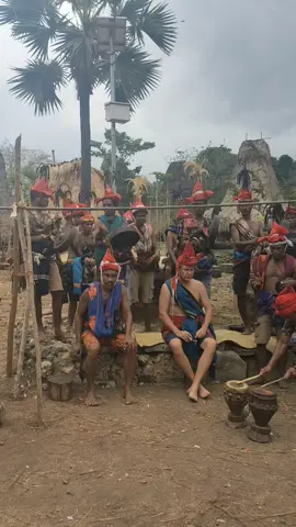 Sumba culture #ratoadat #sumba barat #kampung Weihola