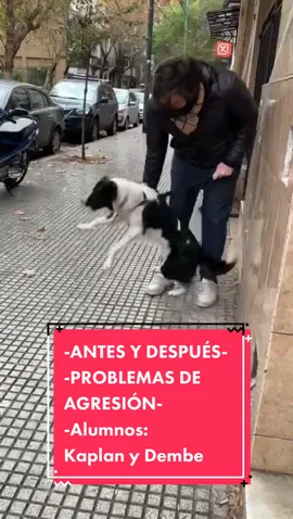 ANTES Y DESPUÉS #malasociabilización #escuelacanina #educacionenpositivo #psicoeducacion #bordercollie #bordercolliesoftiktok #bordercollielife #bordercolliemix #gestiondelcomportamiento #resoluciondeconflictos #resoluciondeproblemas 