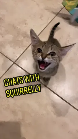 Squirrelly has opinions on tonight’s dinner. #adopttheweirdones #EndlessJourney #nourisheveryyou #fyp