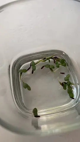 #stitch with @andy12candies growing string of hearts from seeds 🌱#plantsoftiktok #planttiktok #stringofhearts 