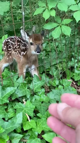John, a US Army Veteran, helped save a baby deer that was stuck inside his backyard fence.  IG/ thirteenfoxjohn #fawn #babydeer #Love #animals #wildlife #pets #rescue #deer #nature #animalrescue #animalrescuer #baby #smallanimal #USArmy #veteran #armyvet #veterans #veteransoftiktok #animalsoftiktok 