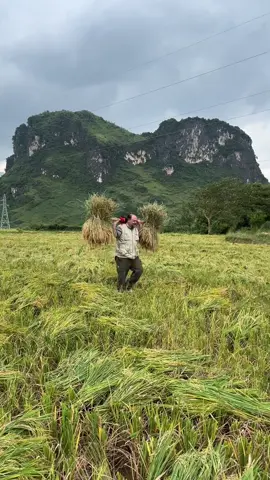 Bác sĩ người Mỹ sang VN gánh lúa đổi công 😂 