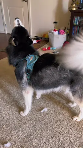 Happy Tail #haikuthehusky #fyp #viral #husky #dog 