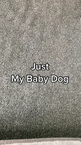 #ThatJustMyBabyDog #ThatJustMyBabyDoggy #DogTok #DogTikTok #PuppyTok #Puppy #ThatsJustMyPuppyDog #CinderellasCleaniing #FYP #DogsOfTikTok #PuppiesOfTikTok #Pet #PetsOfTikTok #PetDog 