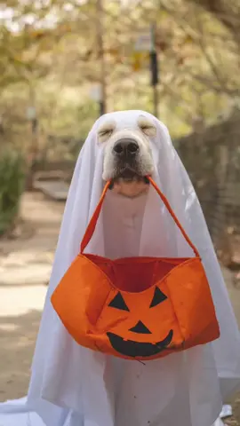 👻 #ghostphotoshoot #fyp #foryour #dogphotography #cutedogs 