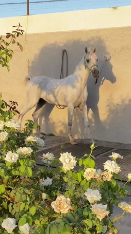 In alTai stabel 🤍🫶🏼 #shm #explore #trend #مربط_الطائي #القاعد #سهم #خيل_وخياله🐎 