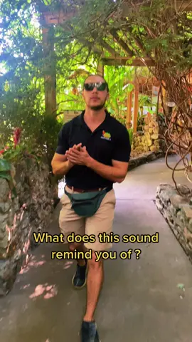 Your first thoughts ? Go #fyp #foryou #andGO #parrotmountain #foryoupage 