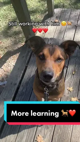 Learning #fyp #andGO #fypシ #dogsoftiktok #dog #foryou #foryourpage 