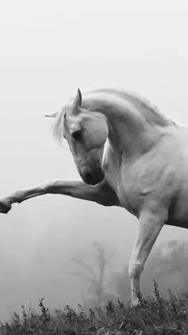 Run free my spirit… Be free Be brave  Be true Run… • Beautiful Lipizzaner horses from @Agnieszka Dutka-Fran & @Mateusz Franczak  #lipizzaner #horse #horses #katarzynaom 