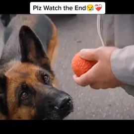 The end is ❤️‍🩹🥺🥺🥺 #respekt #4you #goodvibes #dogs #fyp 