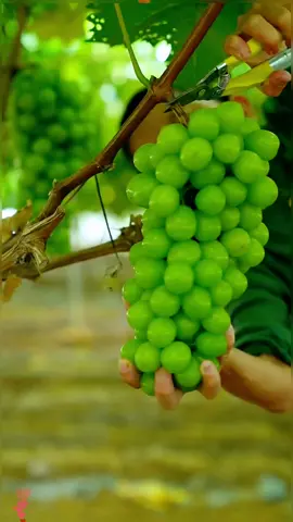 OMG😱✨👍👍👍🍇 🍇🍇#fruit❤️❤️❤️
