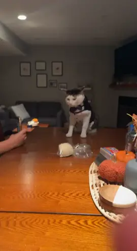 No cat was harmed in the making of this video. #viral #catsoftiktok #tabbywhitecat #crazycatlady #fail @Karina 