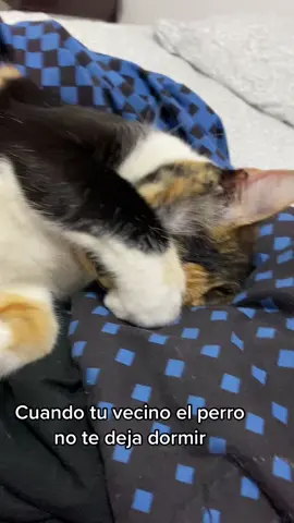 Dice que no la dejan dormir🫠😴 #gato #gatos #gatitos #gatita #gatostiktok #gatosdetiktok #gatosgraciosos #michi #michis #michistiktok #michisbonitos #cat #cats #catsoftiktok #catlover #fyp #fypシ 