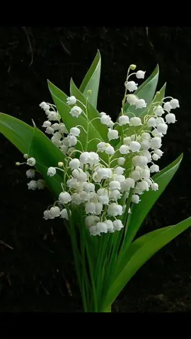 Linh Lan trắng trong tình yêu tượng trưng cho một lời xin lỗi ngọt ngào và đầy những chân thành.   Hoa Linh Lan trắng như một biểu tượng may mắn trong cuộc sống vì màu sắc thuần khiết, hương thơm ngào ngạt thu hút sự may mắn trong đời.#Master2022byTikTok #hoa #fyp #xuhuongtiktok #xuhuong2022 