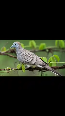 Tiếng chim cu vằn mồi chuẩn #xuhuongtiktok 