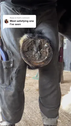 Replying to @fred here is the other hoof. Full trim from start to finish. #forfarriersbyfarriers #farrier #EndlessJourney #farriersoftiktok #fyp #equestrian #fypシ #fypage #foryoupage #horse #oddlysatisfying #verifyme #viral #asmr #asmrvideo 
