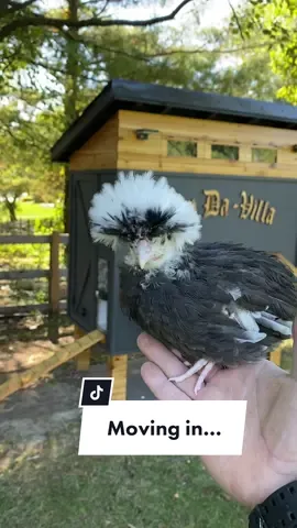 Moving the chickens into Coop Da Villa.  Chexk oht the full build video on my youtube channel and dont forget to check out the @POWERSMART_USA® push mower. #powersmart #powersmartlawnmower #powersmarttools #chickencoop #chicken #chickencoopdesign 