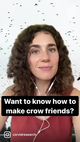 How to make crow friends 101 #Corvidresearch #crowtok #scientist #crow #crowfriend 