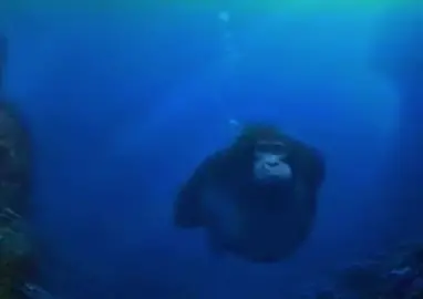 Danky Kang #watermonkey #gorilla #swimminggorilla #aquaticambiance #donkeykong 