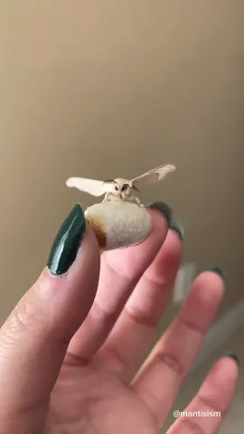 A sky puppy🥹 . #smol #small #tiny #little #fuzzy #domesticsilkmoth #bombyxmori #whyusosmol #mulberrysilkmoth #fluffy #moth #moths #cute #cutemoth #fuzzymoth #silkmoth #silkwormmoth #hollowknight
