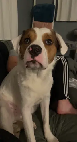 Griffin has mastered whispering🤫 #pitmix #tricks #goodboy #goodestboy #whisper #whisperingdog 