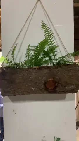Decoración maceta con tronco 🪵 #macetas #decoracion #cactuslovers #suculentaslove #plantas #handmade #hechoenmexico #artesanal #diseñointerior #jardin #jardineriaenmaceta 