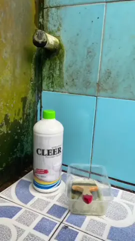 Solusi pembersih kerak keramik paling ampuh. Cleer dapat membuat kinclong kembali kamar mandi anda #pembersihtoilet #pembersihkamarmandi #pembersihkeramik 