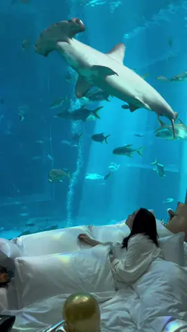 Wake up in the miracle window! 🤍🐠🐋🐬🐡🐟🐳 #ocean #oceansuiteshotel #sentosa #singaporelife #fyp #foryoupage #lovethemoment #happiness #romantic 