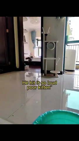 Poor kitten #cat #catsoftiktok #cats #catlover #cute #kitten #kittensoftiktok #kittenlove #foryoupage #fyp #fypシ 