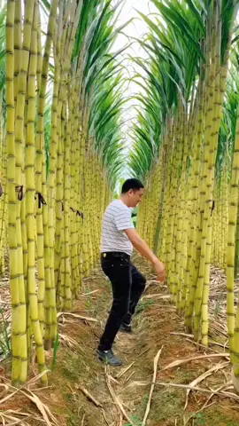 #StressRelief #farmlife #agriculture 