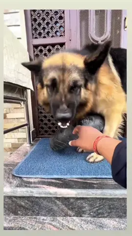 Don't be so malicious 🥲#doglover #dogs #dogrescue #rescue #rescueanimals #catsoftiktok #cat #catlover