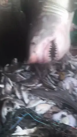 Great white caught in a commercial fishing net #release #commercial #fishing #viral 