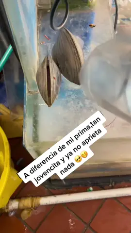 #duet with @caballoloco10m #viral parece chiste pero no😵‍💫@angelyhernandezje #🤣 