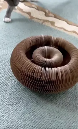 Come join in the fun with my accordion type scratcher board toy from Catcordionshop on sale now ! It's so much fun !  #catstagram #catsofinstagram #trending #tiktokcat #instacat #catmom #catsvideo #cattoys 