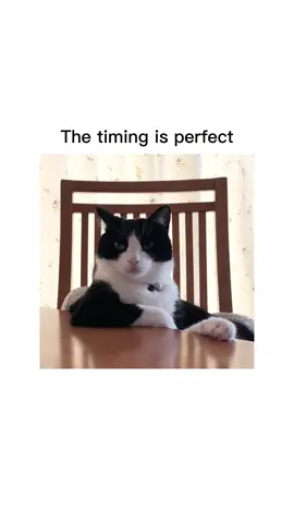 AAAAAAAAAAA!!!! #cat #funny #catsoftiktok 